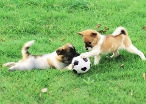 puppies-playing